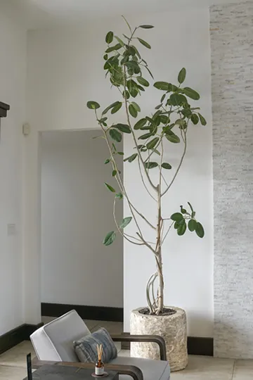 FICUS AUDREY